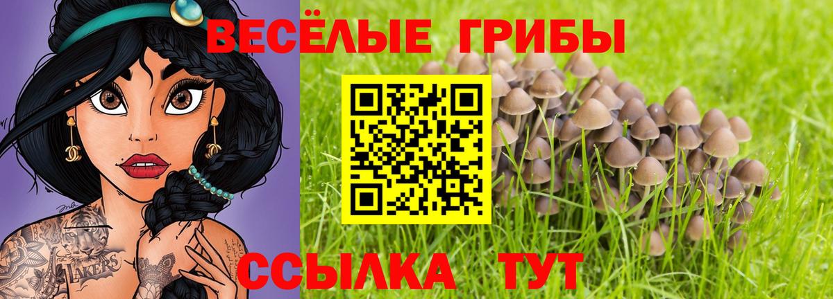Галлюциногенные грибы Psilocybe Воткинск